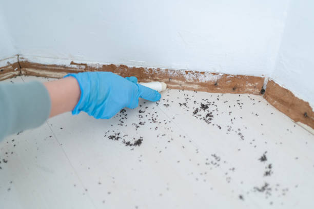 Best Affordable Pest Control Services  in Fort Meade, FL